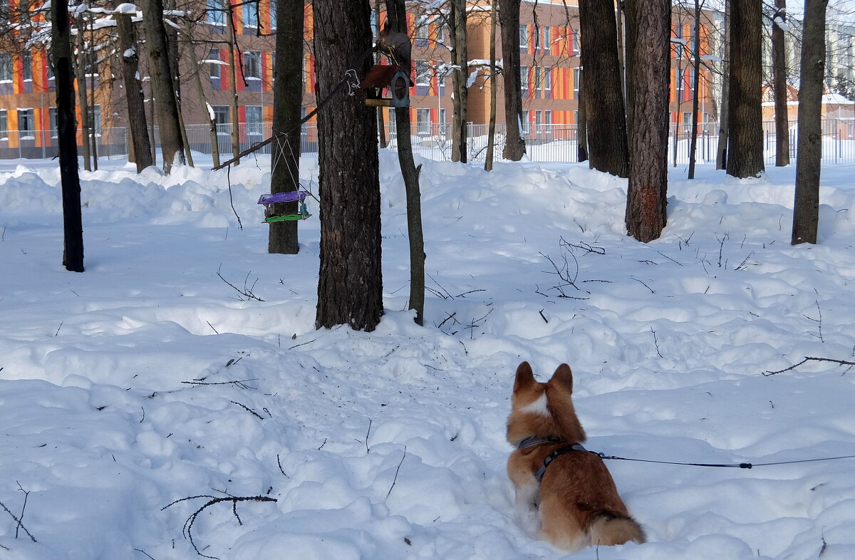 Увидел белку. - Люба 