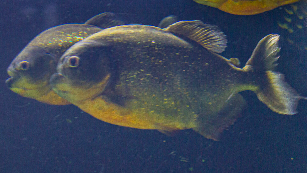 Анталия. Аквариум. Пиранья - Светлана SvetNika17