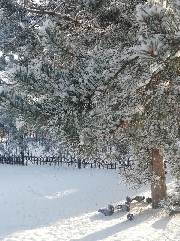 Все деревья в инее, точно в серебре... - Людмила 