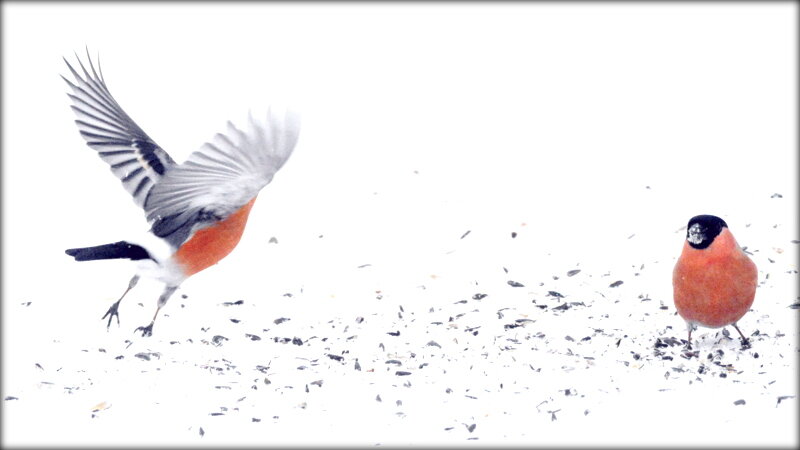 Снегири этого года ... - Сергей 