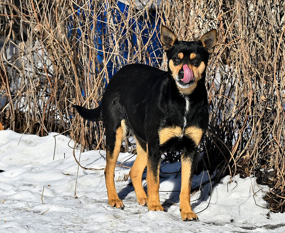 когда мерзнет нос - Aleksandr 