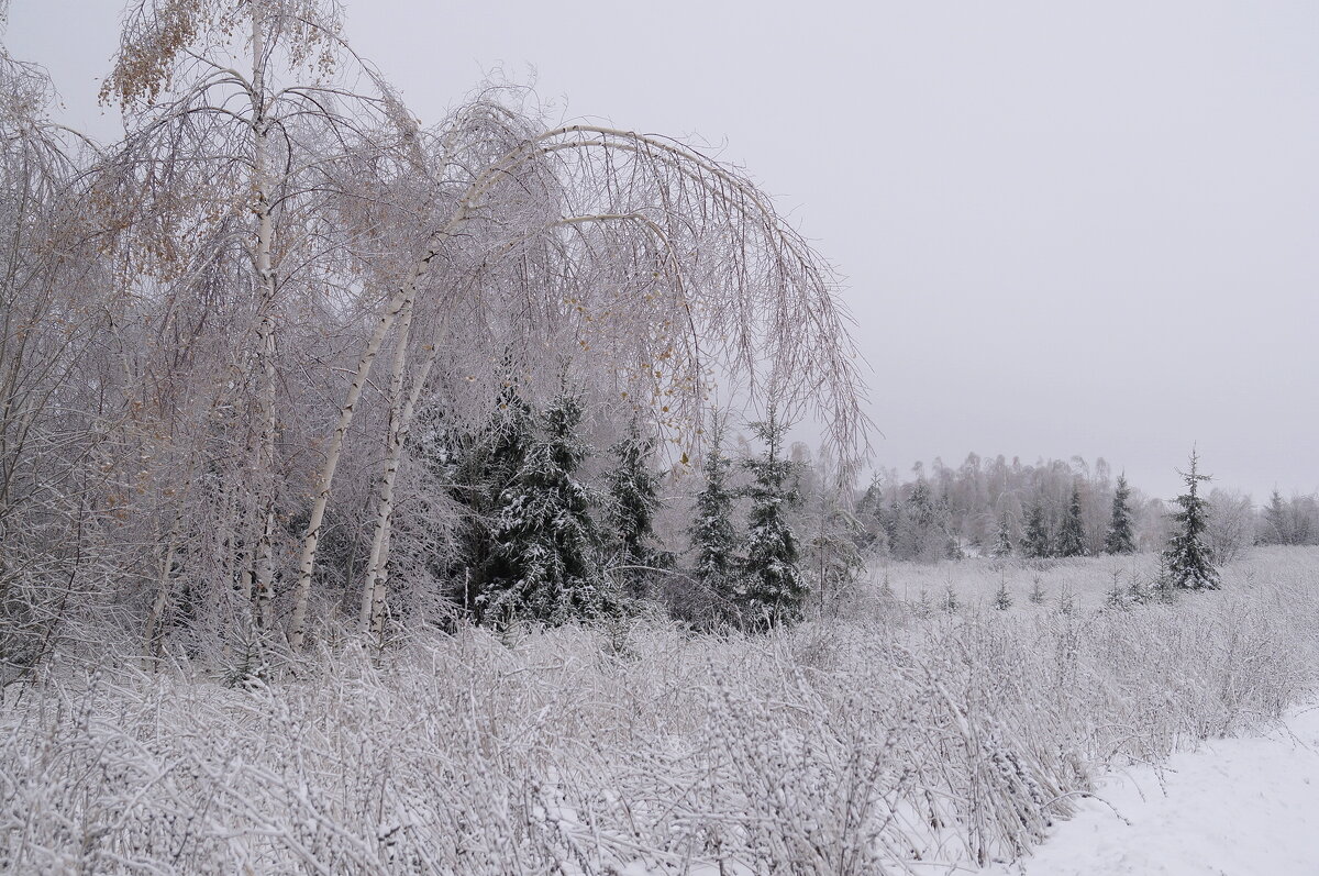 После "ледяного" дождя. - Сергей Ц