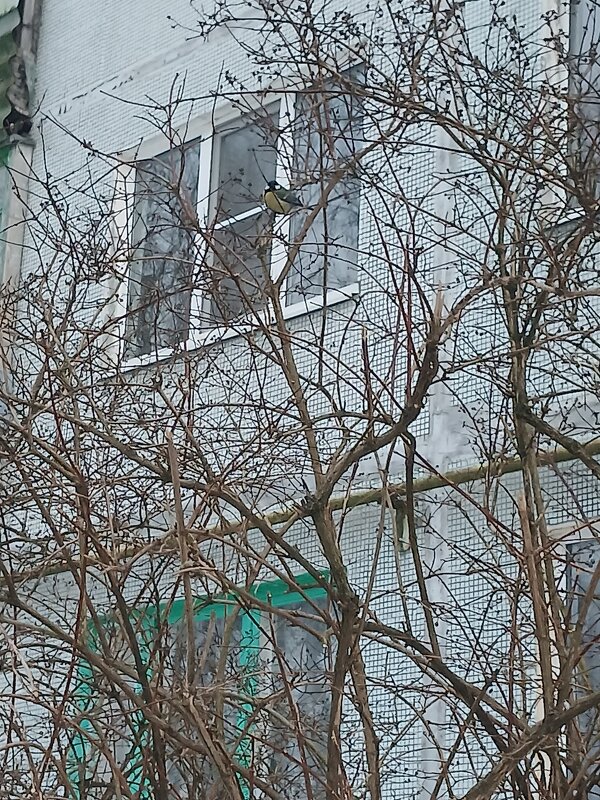 Синичка - BoxerMak Mak