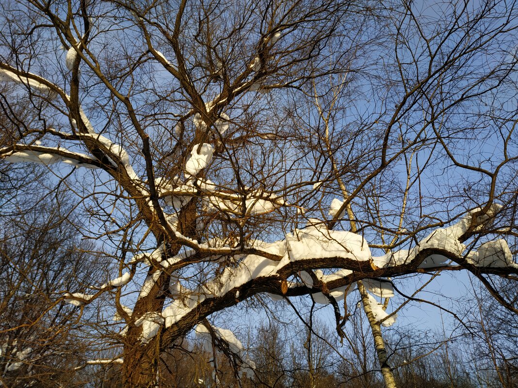 Зима, фотограф торжествует - Андрей Лукьянов