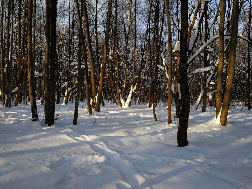 Зима, фотограф торжествует - Андрей Лукьянов