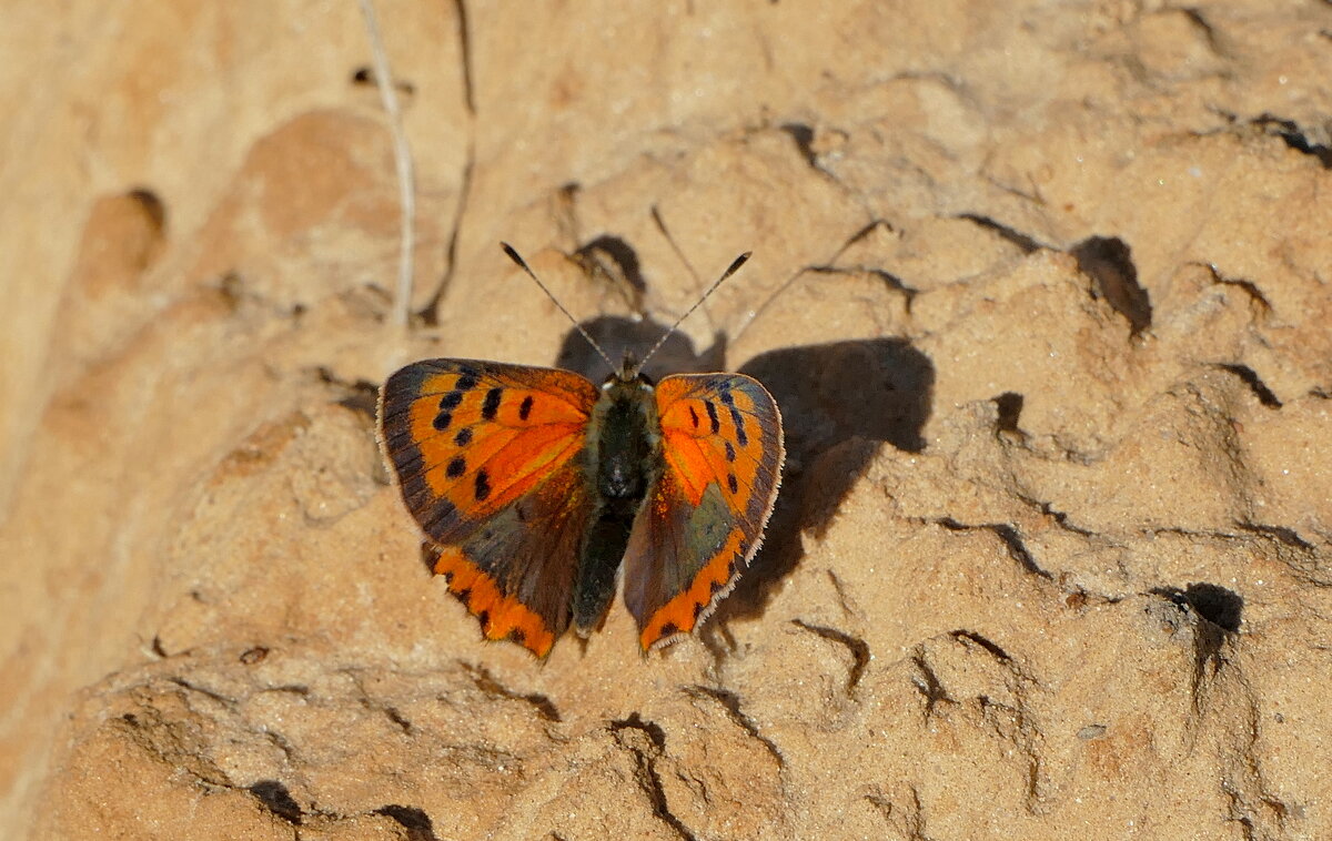 опять про бабочек...426 - Александр Прокудин