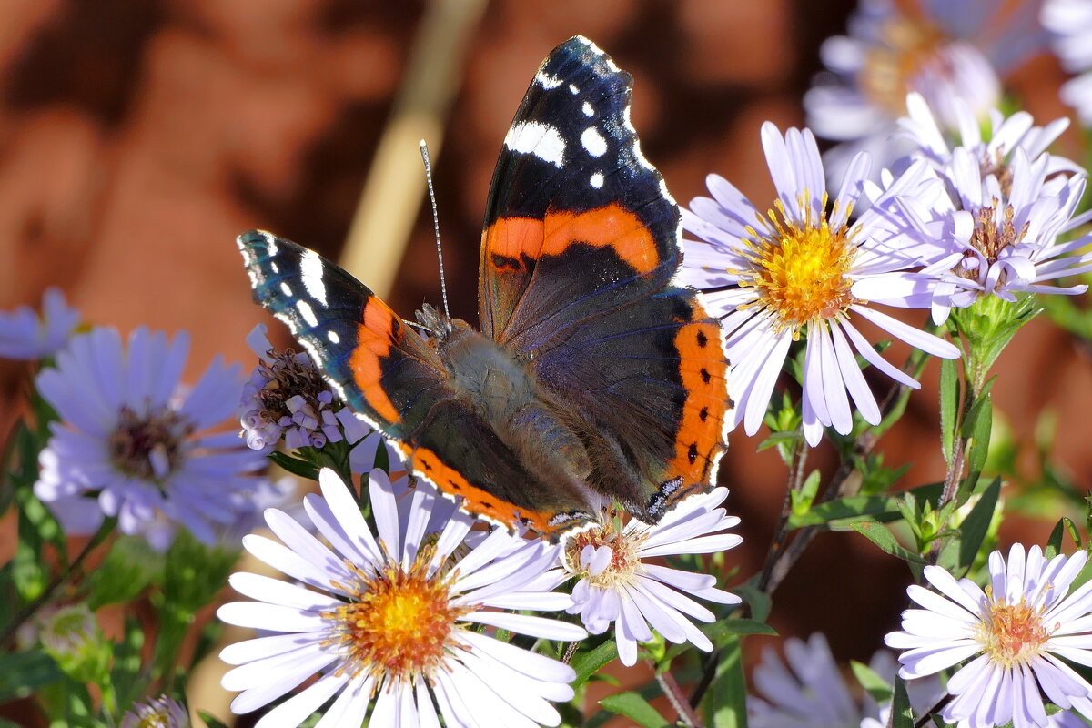 опять про бабочек...429 - Александр Прокудин