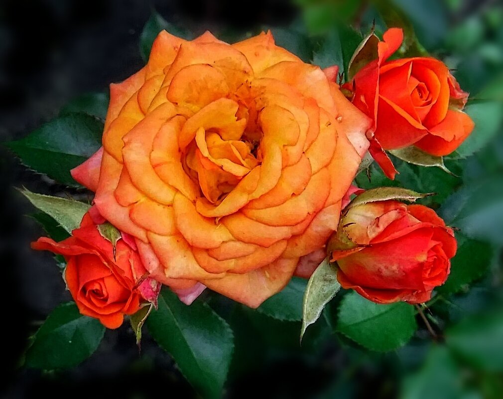 Розы - Елена Сухорученкова