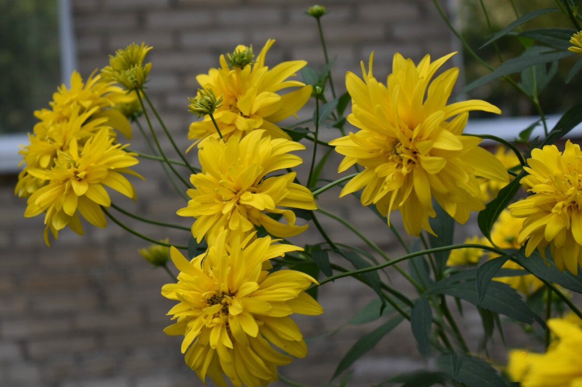 Золотые Шары - Дарья Шуклина