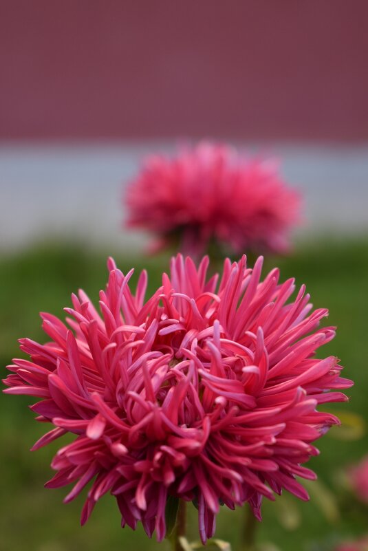 Астры - Дарья Шуклина