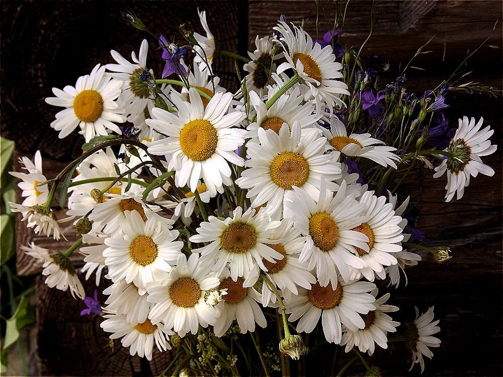 Солнечный букет! - Нина Андронова