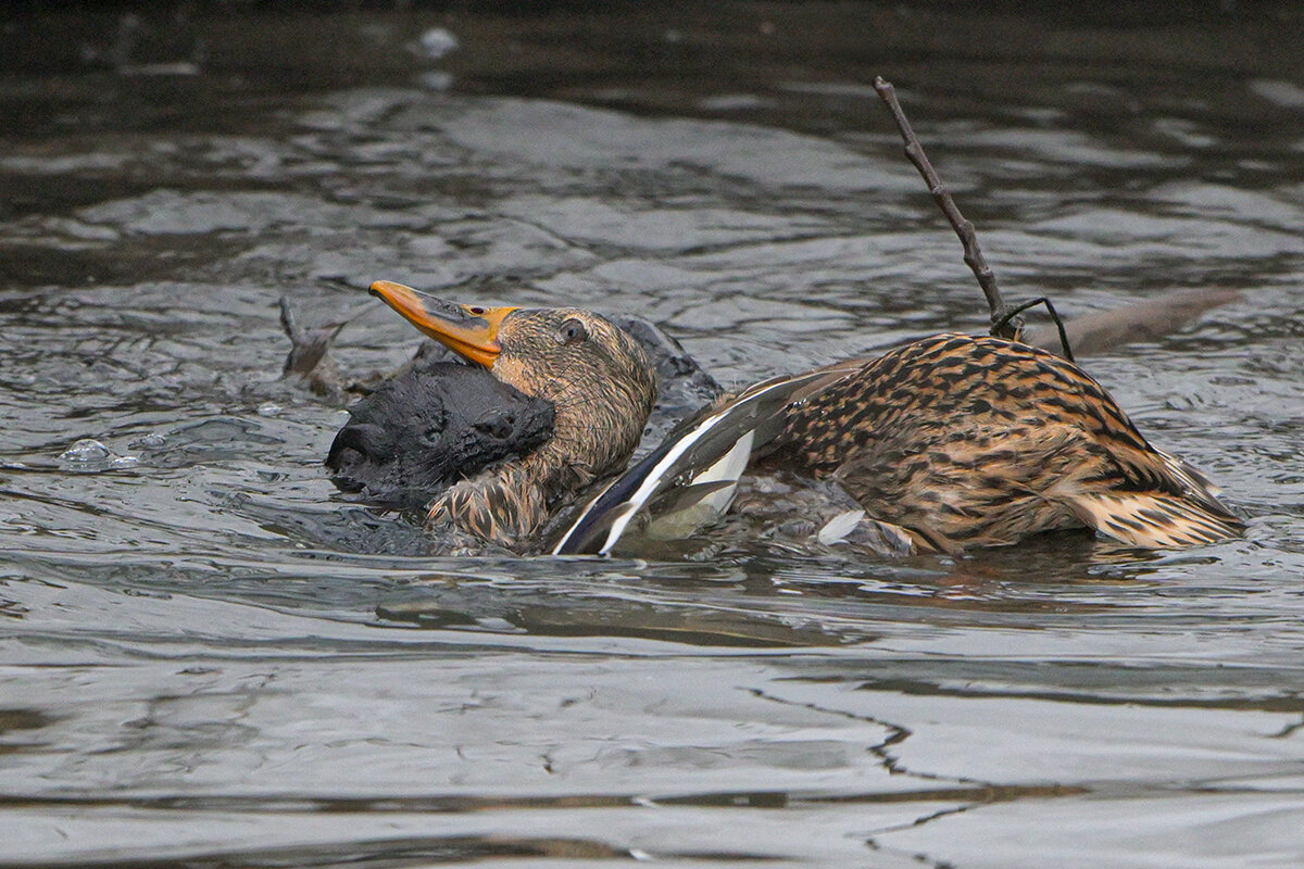 Норка, или очень злобный охотник - Maxim Lanin