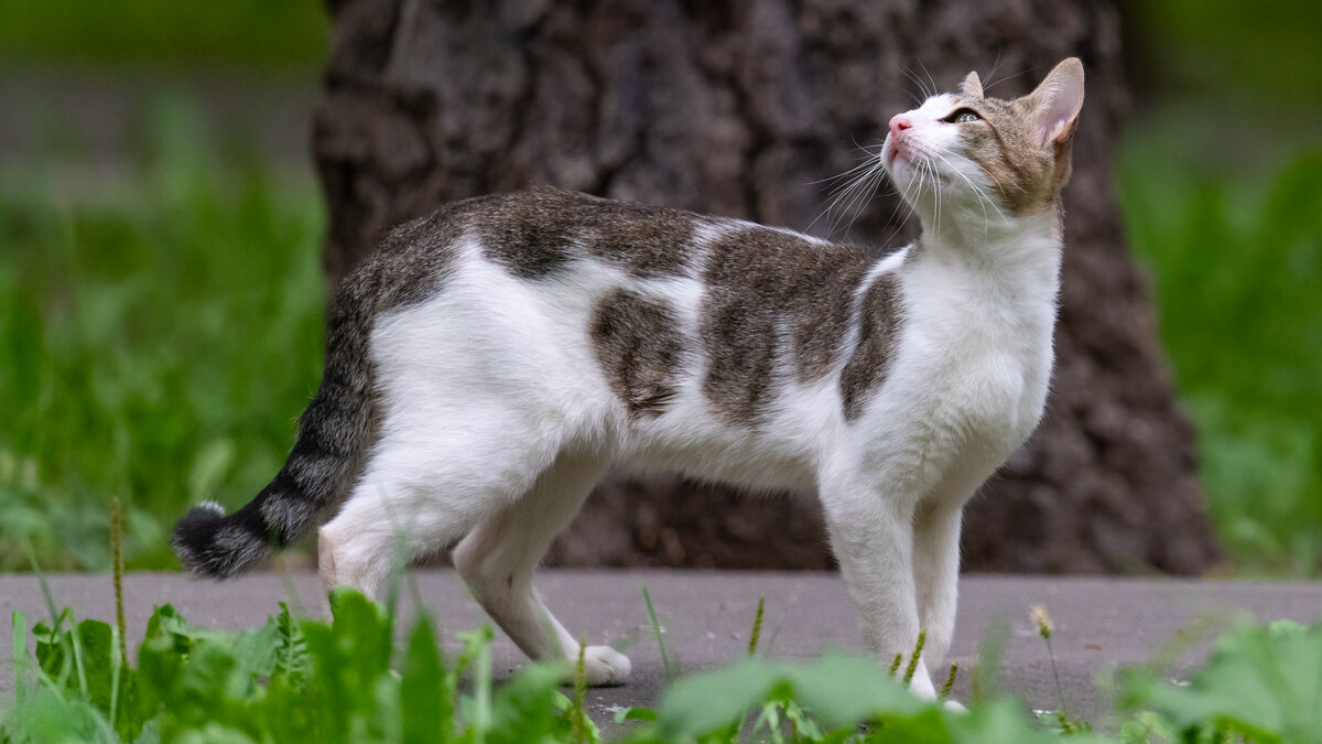 Уличный бродяга - Владимир Лазарев