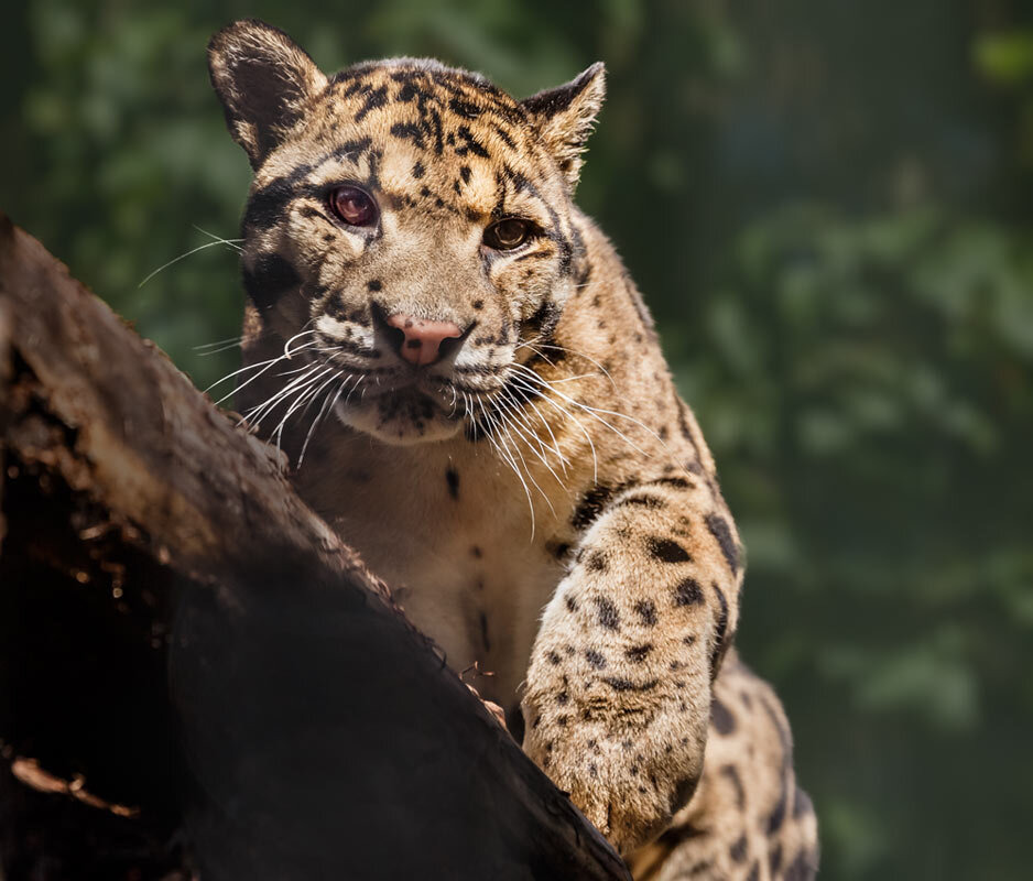 Дымчатый леопард - SanSan 