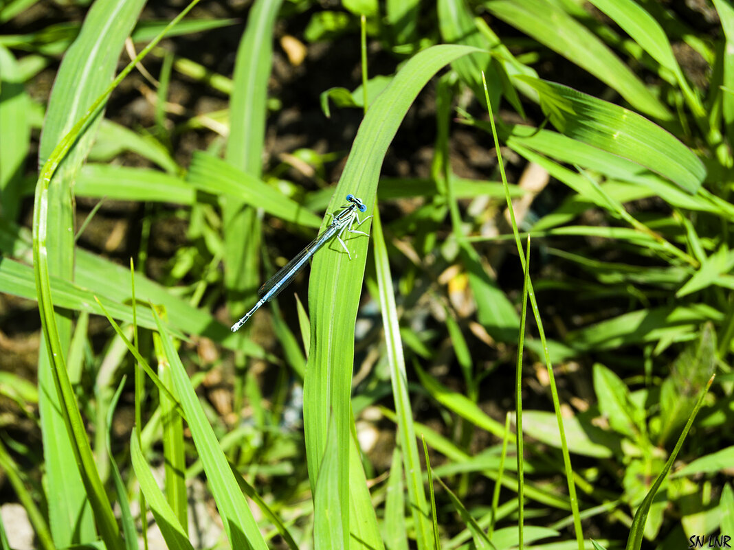 Голубая стрекоза - Наталья (ShadeNataly) Мельник