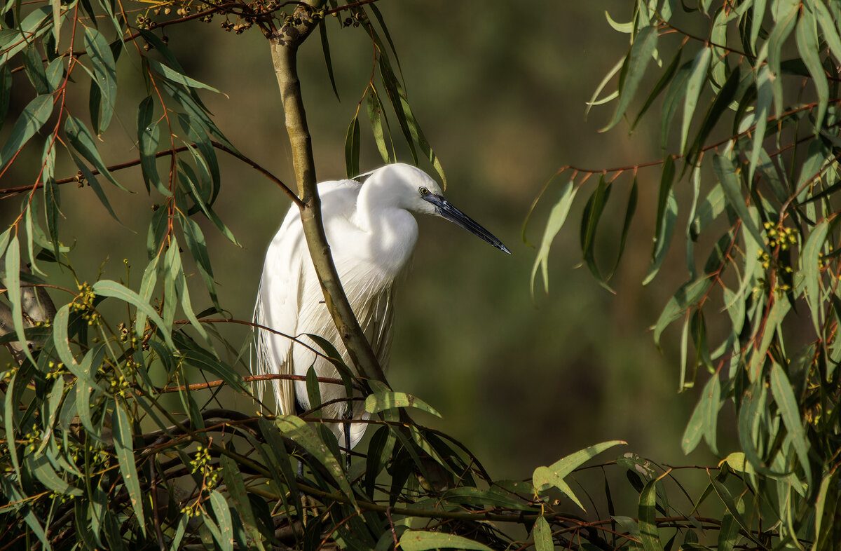 Малая белая цапля. - Alexander Amromin