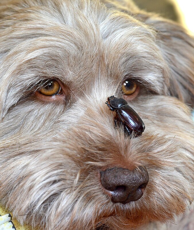 Блоха ??? - точно,  Ледникового периода... )) - Владимир Хиль