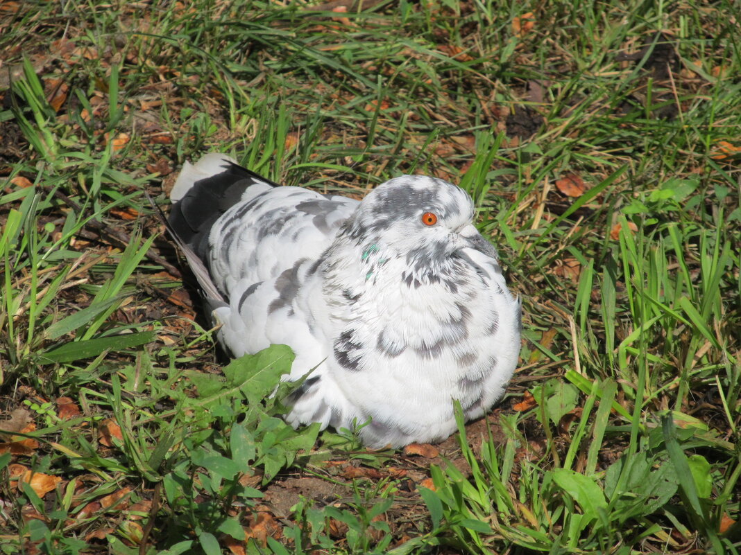 лето - Елена Шаламова