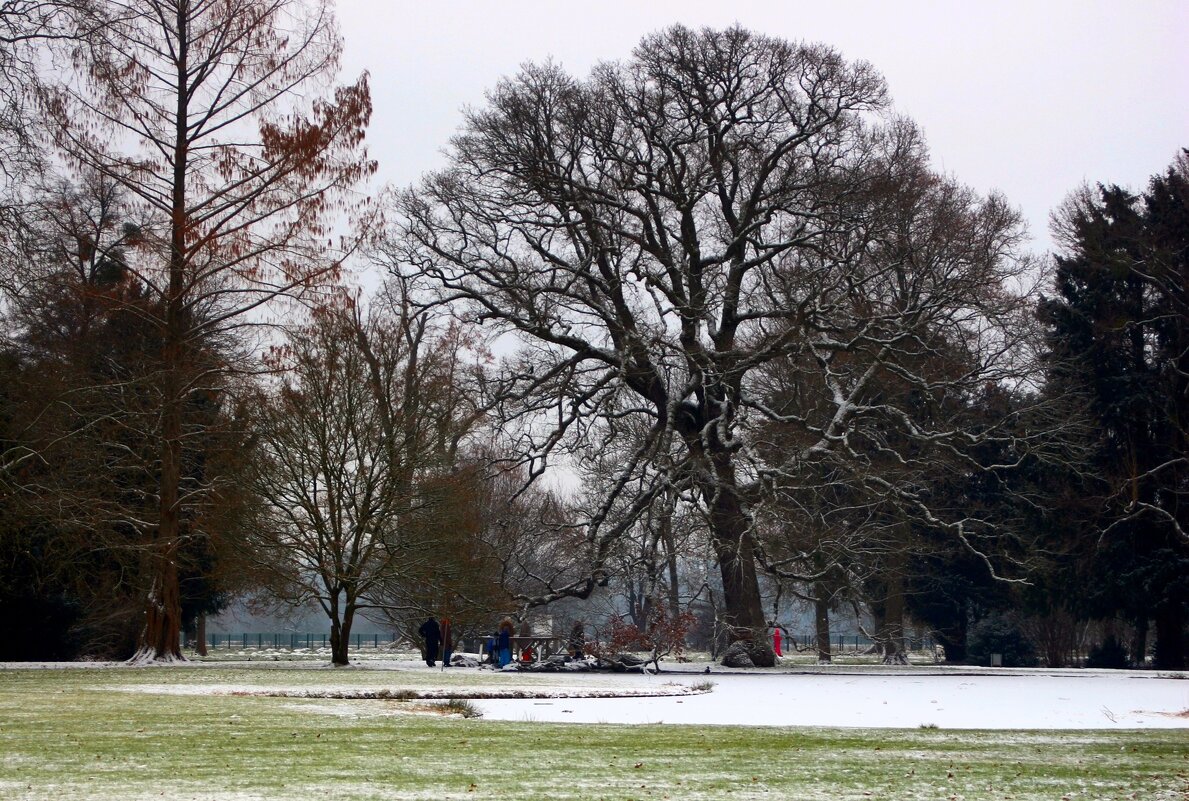 У дуба которому 310 лет - Юрий. Шмаков