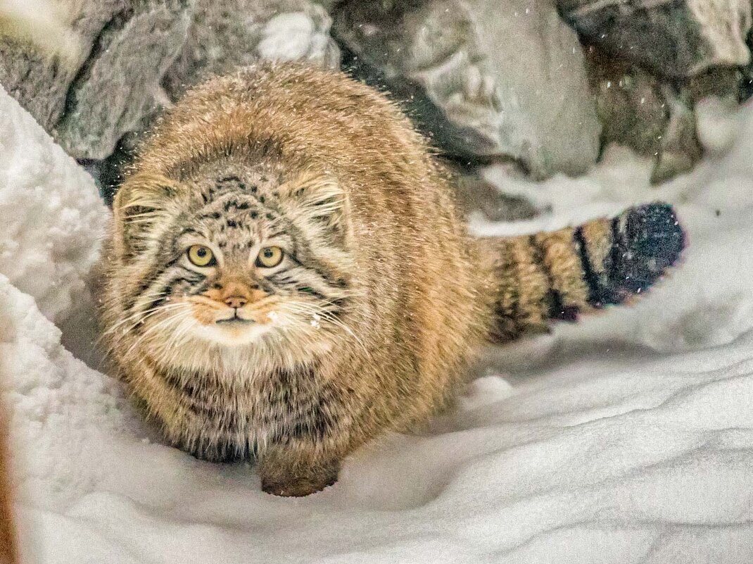 МАНУЛ - Аркадий Лаптенко