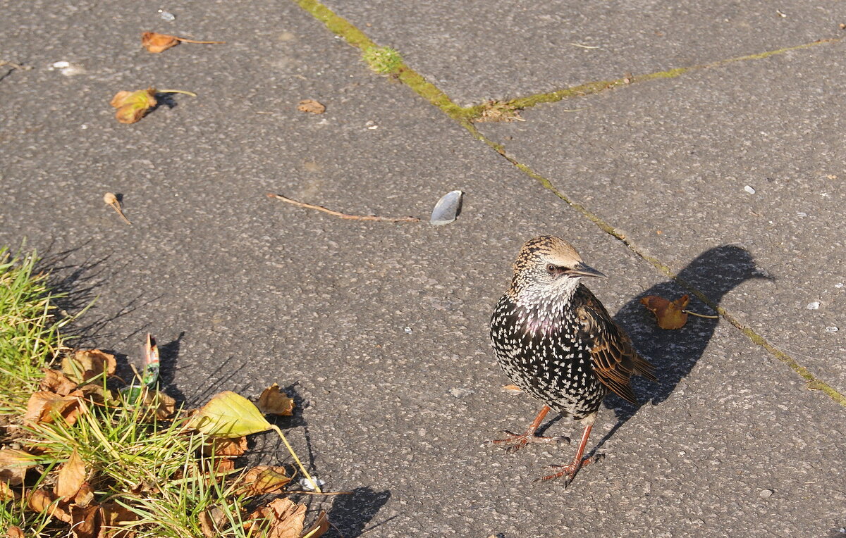 Встреча на Сенной - Виктор Никитенко