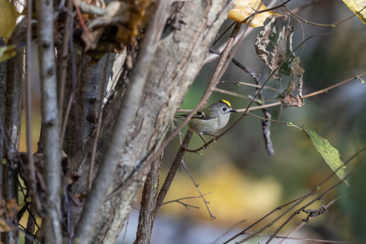 желтоголовый королек. - юрий макаров