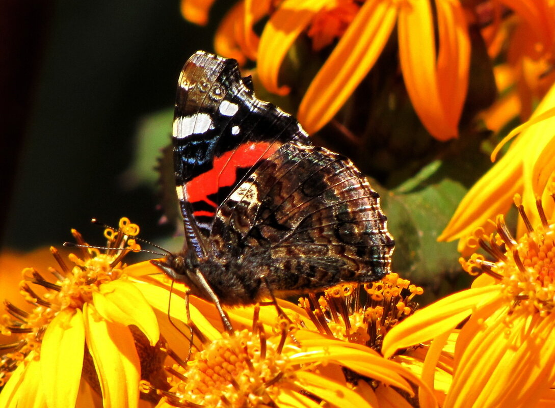 Лето...бабочки... - Татьяна Гнездилова