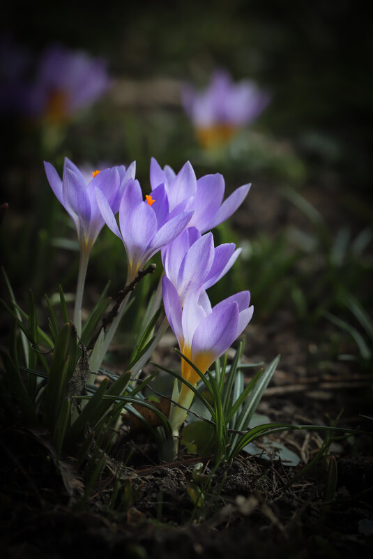 Уже скоро - Игорь Шевченко