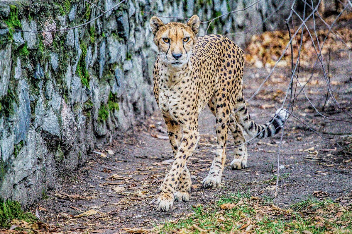 ГЕПАРД - Аркадий Лаптенко