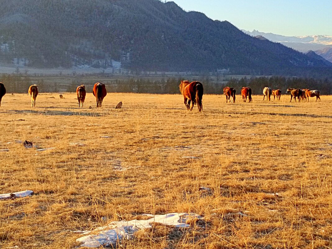 Табун в утренней долине - Татьяна Лютаева