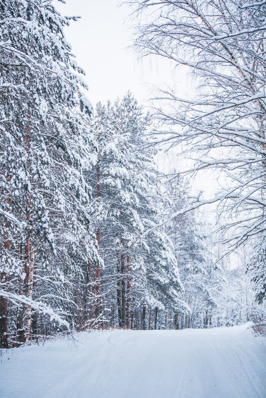Зимой в лесу - Дмитрий 
