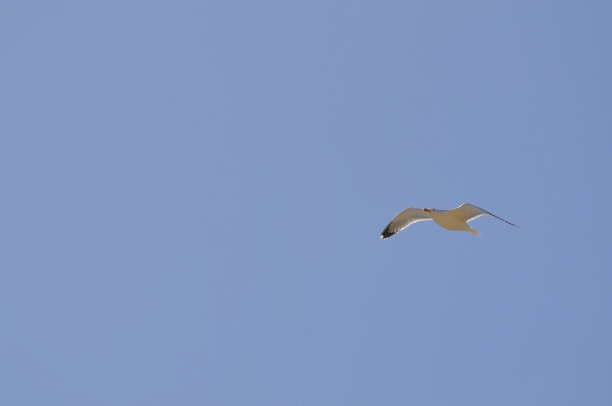 Чайка - Дмитрий Кутепов