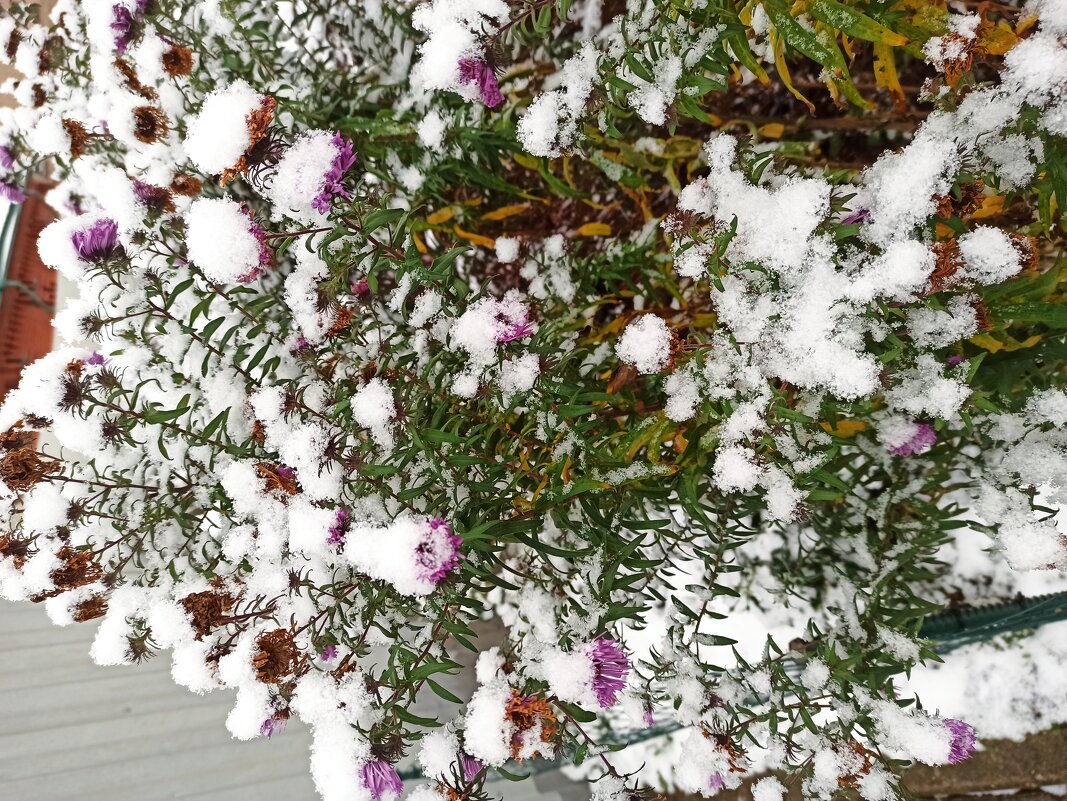 Зимний букет - Татьяна Осипова(Deni2048)