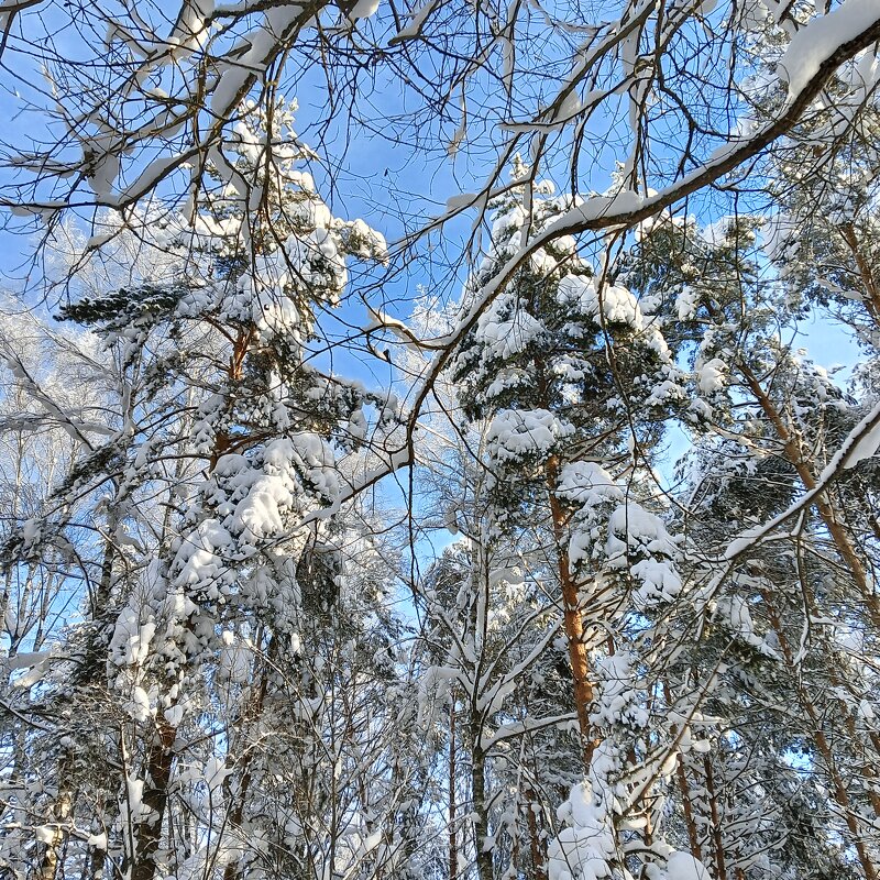 деревья покрылись существами - Владимир 