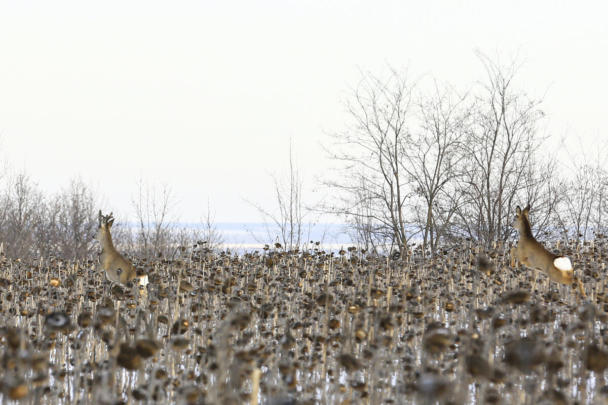 На подсолнухе - Валерий Черняк