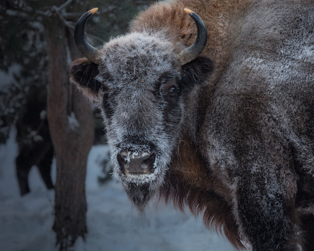 Смотри в глаза - Дмитрий Шишкин