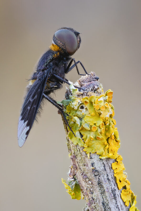 Муха Темнокрылка.(Hemipenthes velutina) - Александр Григорьев