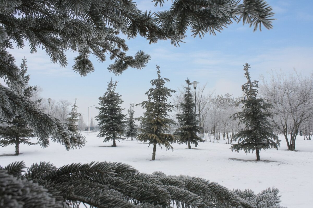 Зима в парке - Оксана Новик 