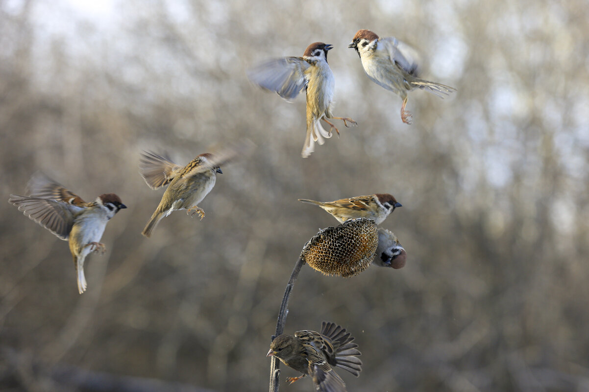 *** - Валерий Черняк