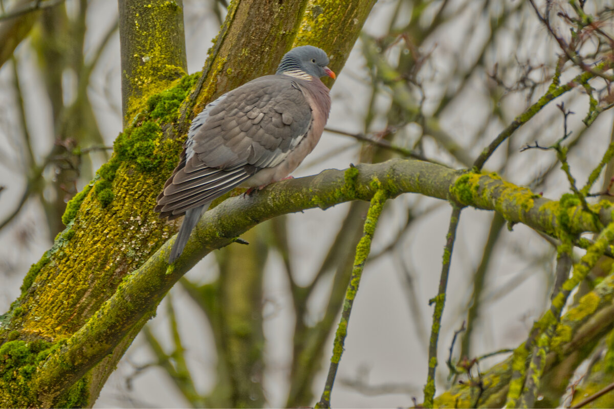 (°-°) - Jakob Dick