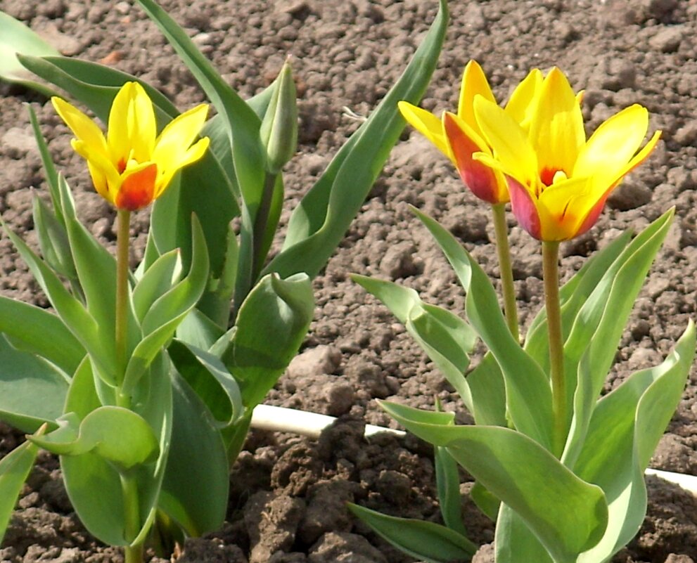 И было лето! - Ирина ***