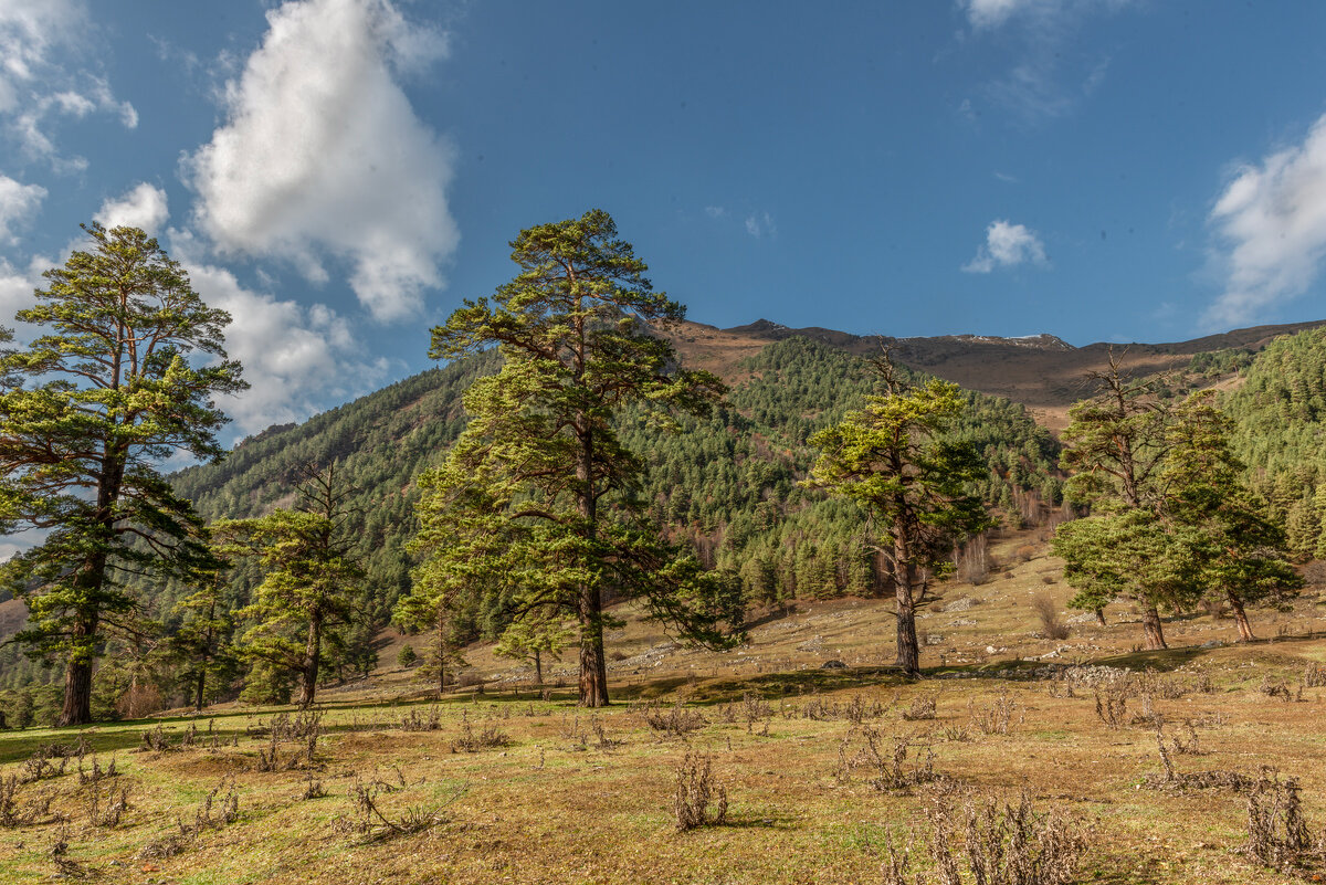 *** - Аnatoly Gaponenko