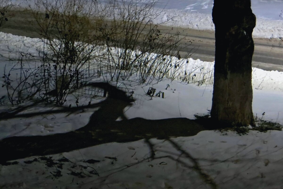 Не спалось. Посмотрела ночью в окно...Что за зверь? - Татьяна Смоляниченко