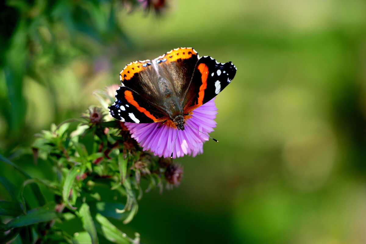 опять про бабочек...433 - Александр Прокудин