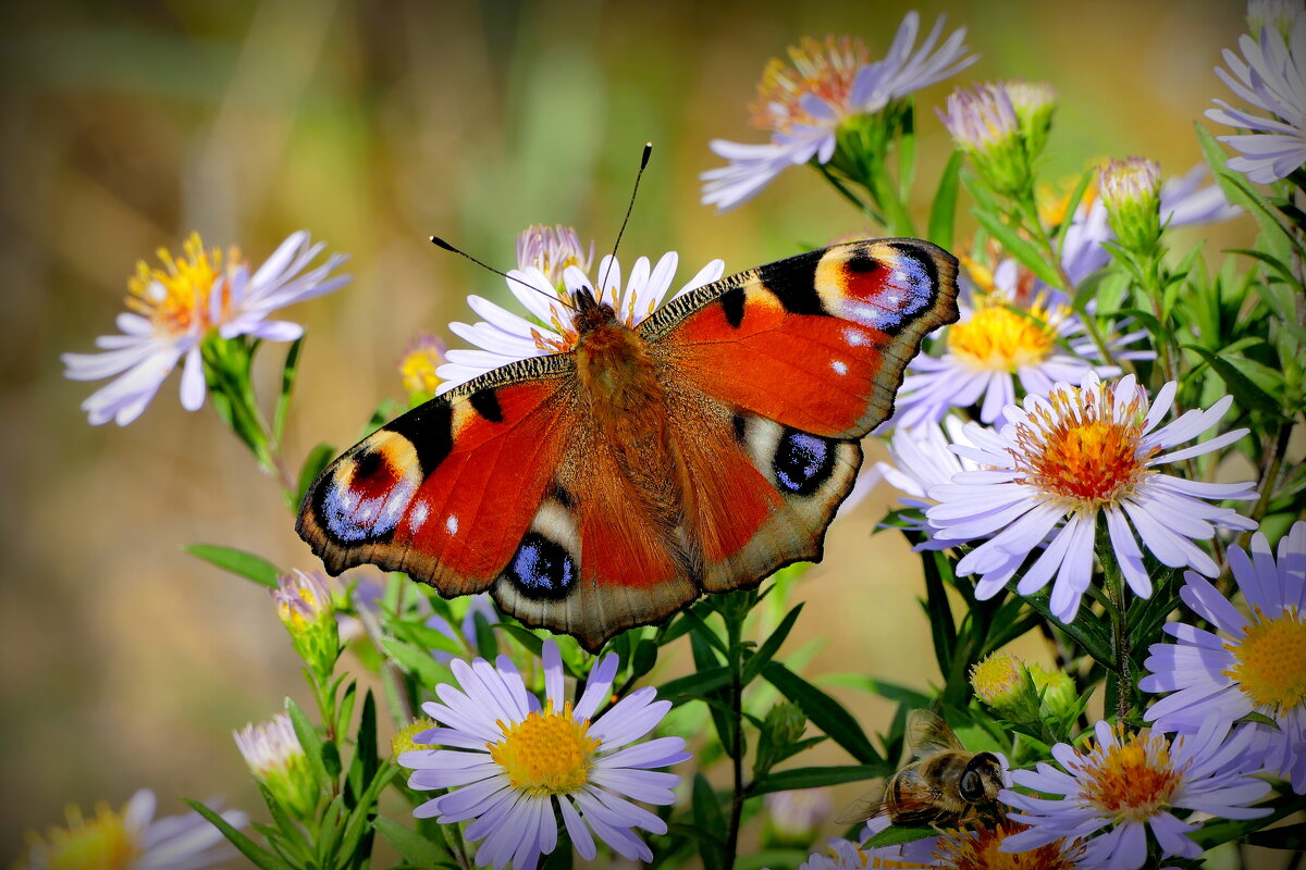 опять про бабочек...435 - Александр Прокудин