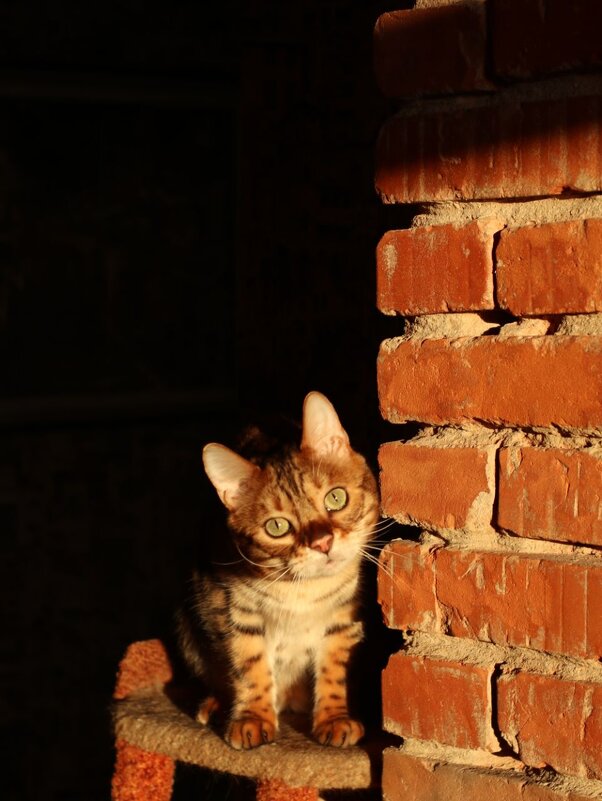 Мурзик - Irene Irene