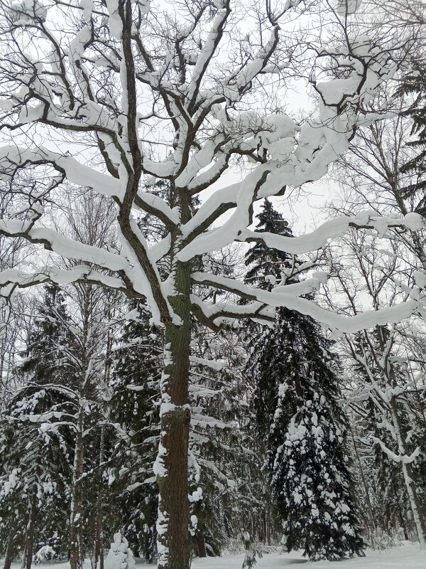 Зима - Сапсан 