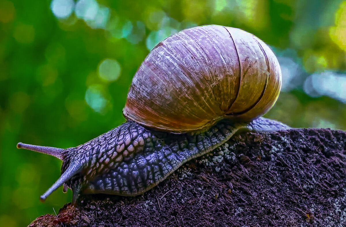 Виноградная улитка - Aleksey Afonin
