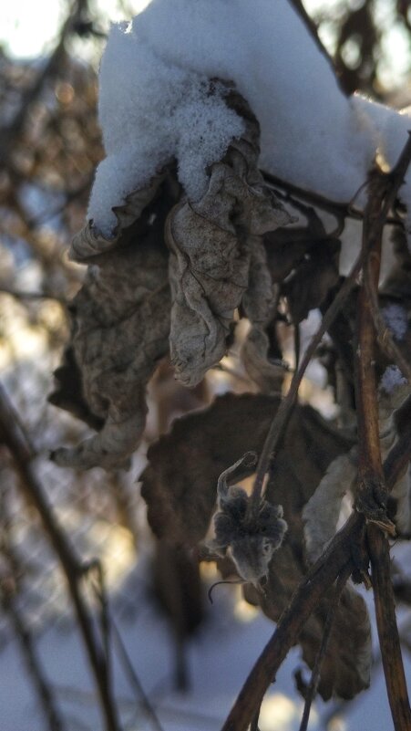 *** - Шу Юншен