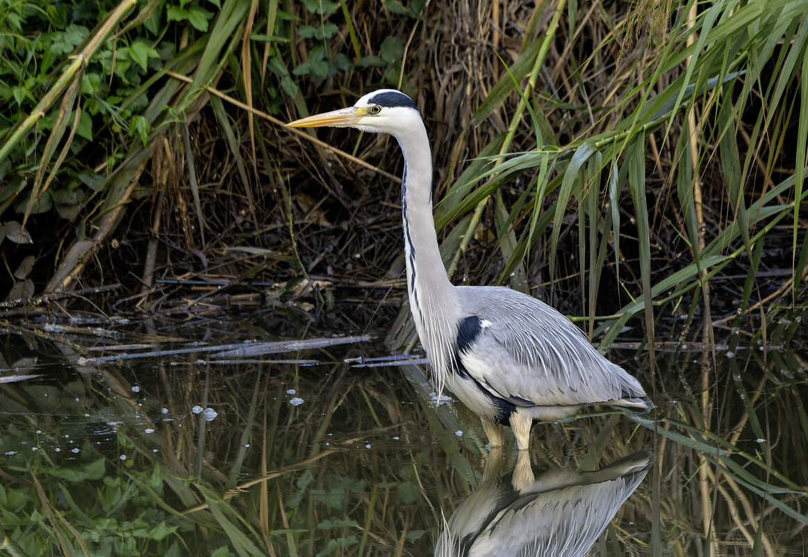 Серая цапля. - Alexander Amromin